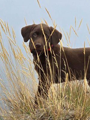 Oh yes, she'd rather be hanging out at the Silver Valley K9 Lodge with all her doggy friends rather than being run all over the mountain!