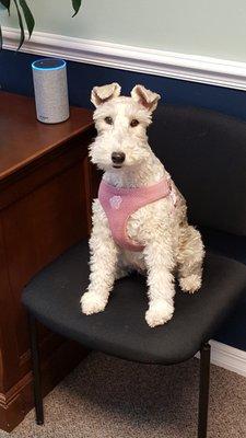 Gigi the office dog :)