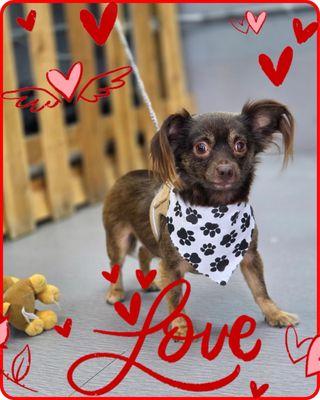 Doggie Land Pet Grooming