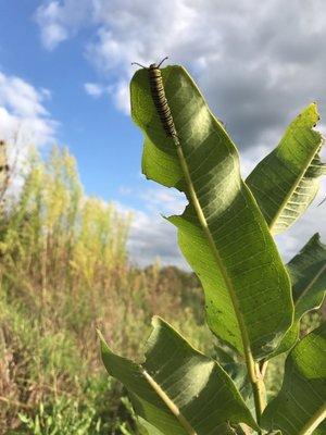 A monarch butterfly caterpillar on milkweed st the prairie.