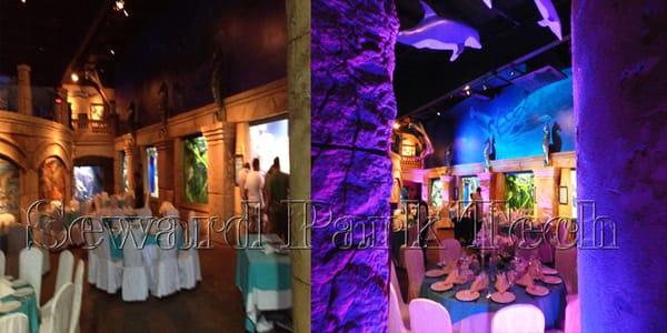 Showtime Lights and Events