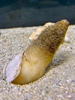Geoduck Clam