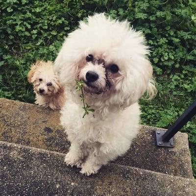 Maple Small Animal Clinic