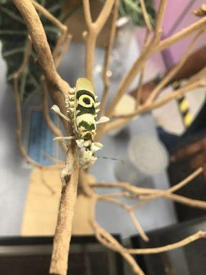 The Bohart Museum of Entomology