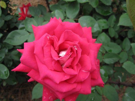 Behavioral Kinesiology - Hollie Warnick