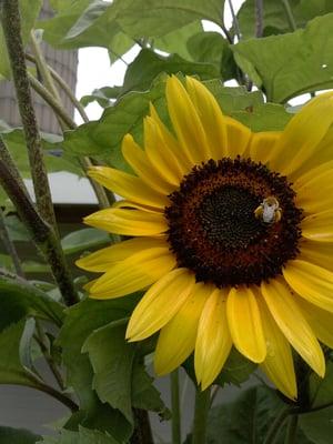 Sutherland Pest Control