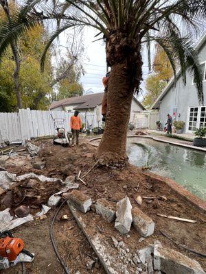 Chinchilla Tree Care