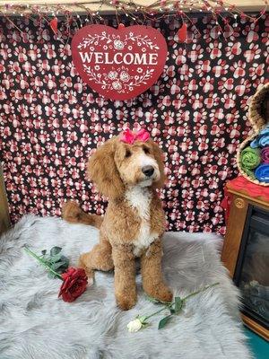 Southern Bubbles Dog Grooming