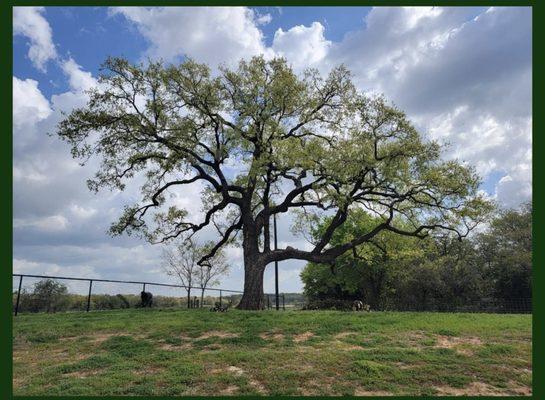 Wood Work Tree Service Dfw