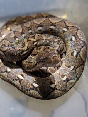DWARF RETICULATED PYTHON