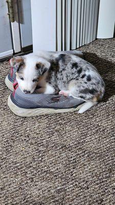 Arkansas Veterinary Clinic