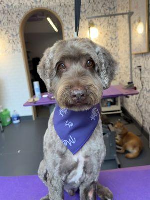 Molly's Dog Care Chevy Chase