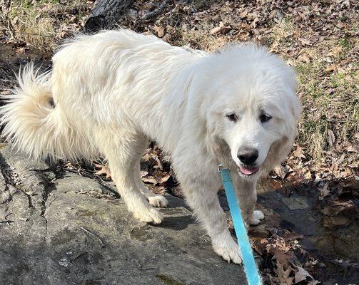 My Good Boy Hiking At Pilot Mountain