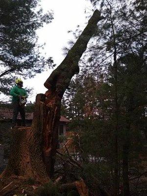 Eskildsen's Tree Service & Complete Property Maintenance