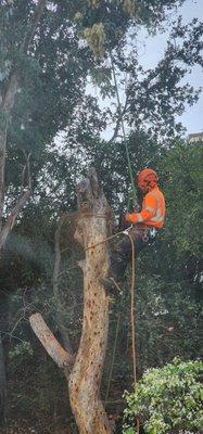 Certified Tree Service