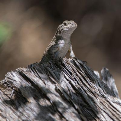 Western Fence Lizard