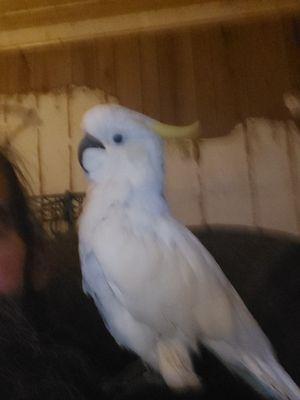 Kingdom Animal Hospital