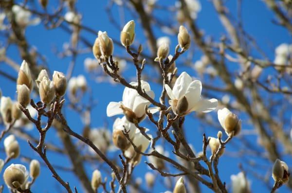 Kathleen Aspenns Wellness Practitioner