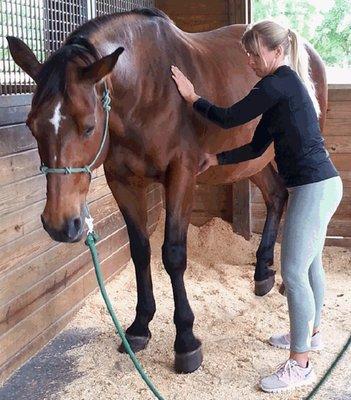 Rocky Mountain School of Animal Acupressure and Massage