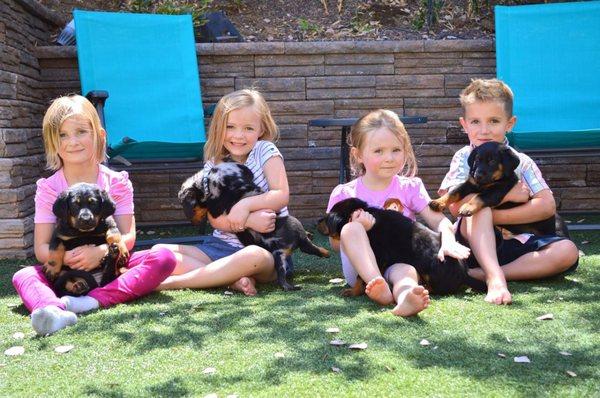 Kiddos and Baby Beaucerons