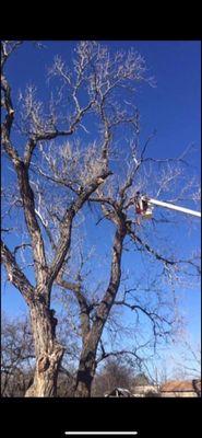 Morris Tree Service