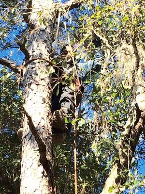 Rescue from the treetops!