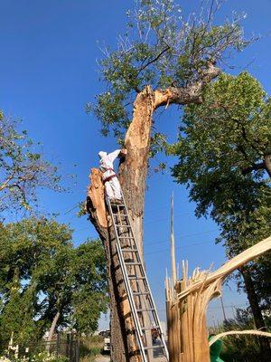Big Bird Tree Service