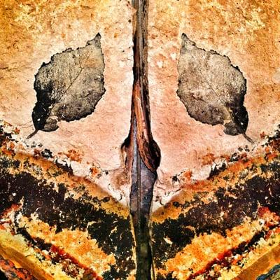 Wheeler High School Fossil Beds