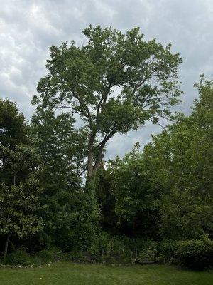 Tree removal and pruning