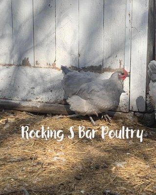 Rocking S Bar Livestock