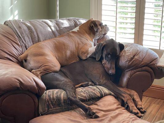 Quail Meadow Animal Hospital