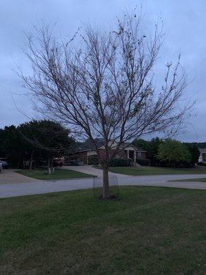 Duncan Brooks Arborist