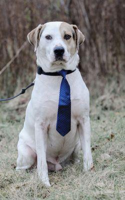 Geneseo Veterinary Care