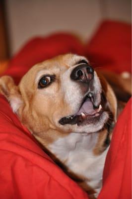 Puff N Fluff Pet Grooming