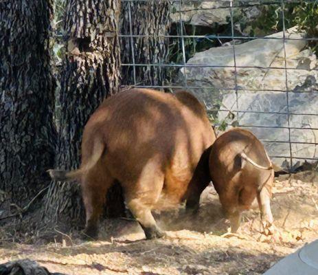 TOO many one-star reviews