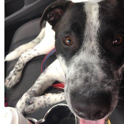 SoBellah Doggy Daycare