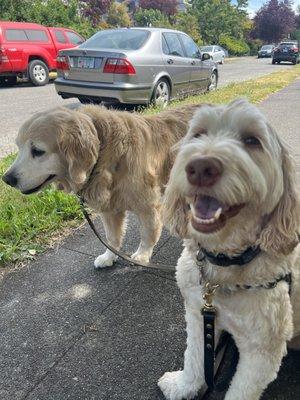 Biscuit Bitches Dog Walking