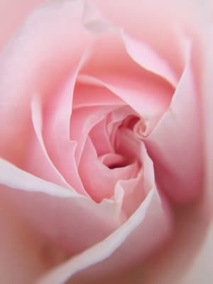 Chesterfield Organic Orchards