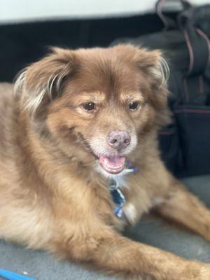 Beltway Animal Hospital PC