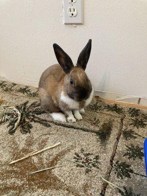 SNAP Spay Neuter Action Project