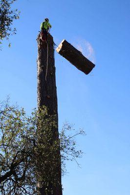 Goodman & Cole Tree Service