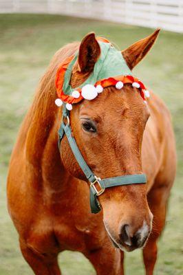 Fox Farms Virginiatown