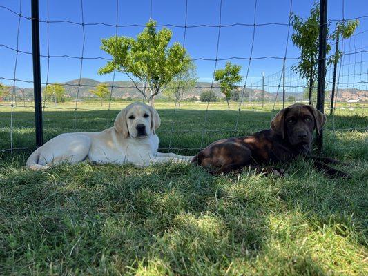 Christine’s Pet Companion Care