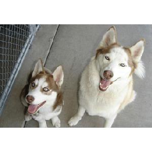 Dandy Time Boarding Kennel