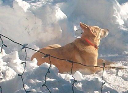 Christine's Toys Paws 'n Tails