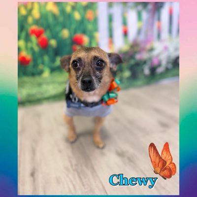 Sun Lakes Chandler Animal Clinic