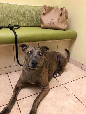 Palm City Animal Medical Center