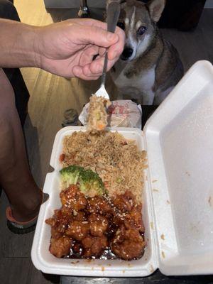 108. Sesame Chicken and my doggy admiring the view lol