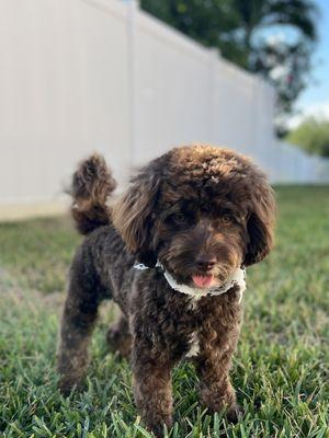 Robin's Grooming Headquarters