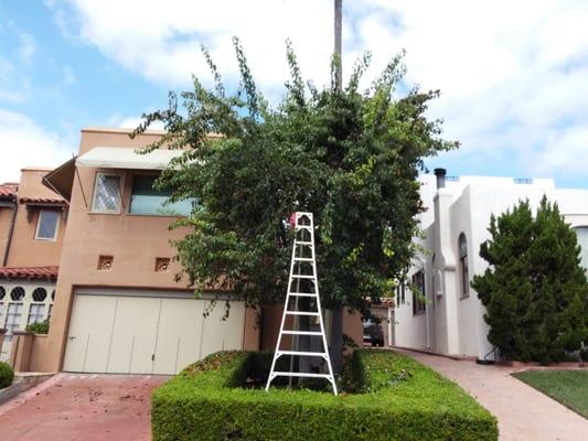 Backyard Fruit San Diego